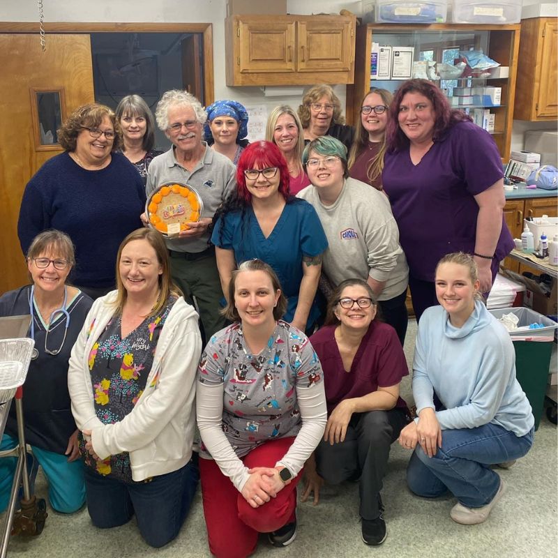 veterinary teams veterinary medicine